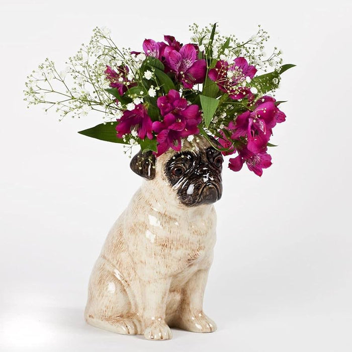 Fawn Pug